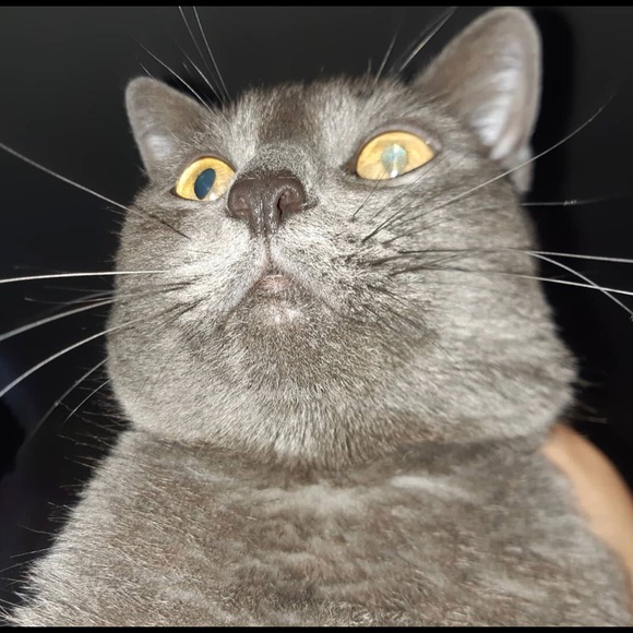 Meet your Posher, Steven - Picture 1 of 1